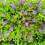 Veronika špicatá (Veronica spicata) ‘ANNIVERSARY BLUE’ - kont. C1L